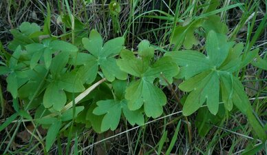 Delphinium parryi Leaf
